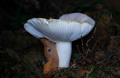 Russula lotus