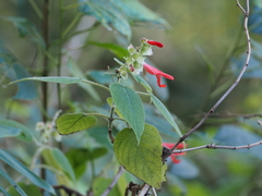 Salvia libanensis