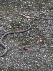 Dryophiops rubescens