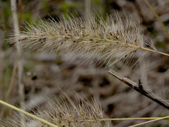 Cenchrus setaceus