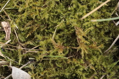 Rhytidiadelphus squarrosus