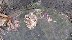 Chondrostereum purpureum