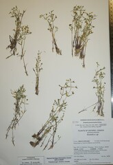 Gratiola quartermaniae