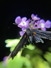 Melanis acroleuca acroleuca