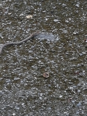 Dryophiops rubescens