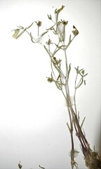 Gratiola quartermaniae