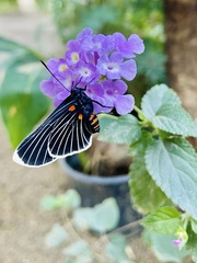 Melanis acroleuca acroleuca