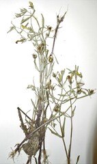 Gratiola quartermaniae