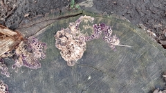 Chondrostereum purpureum