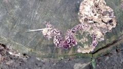 Chondrostereum purpureum