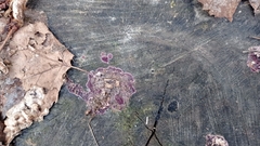 Chondrostereum purpureum