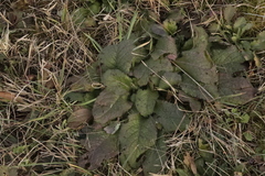 Salvia pratensis