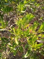 Baccharis heterophylla