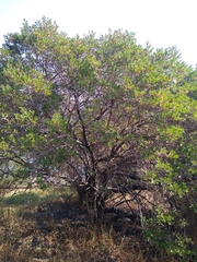 Baccharis heterophylla