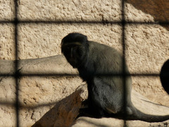 Cercopithecus hamlyni