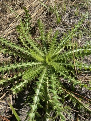 Cirsium nuttallii