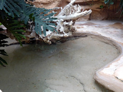 Mecistops cataphractus