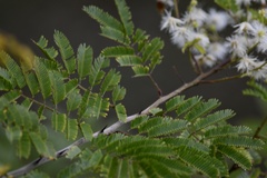 Mimosa bimucronata
