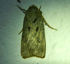 Agrotis