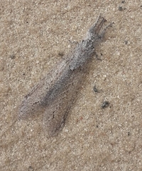 Acanthaclisini