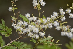 Mimosa bimucronata