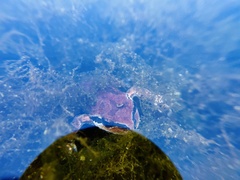 Pseudacris hypochondriaca curta