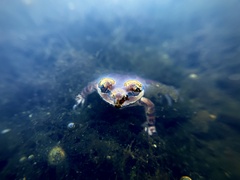 Pseudacris hypochondriaca curta
