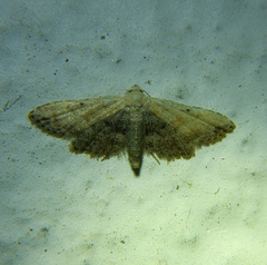 Araeopteron ecphaea