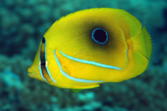 Chaetodon bennetti