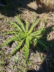 Cirsium nuttallii