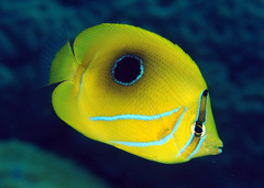 Chaetodon bennetti