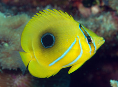 Chaetodon bennetti
