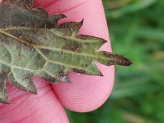 Pseudoperonospora urticae