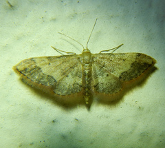 Idaea efflorata