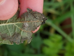 Pseudoperonospora urticae