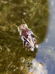 Tetrigoidea