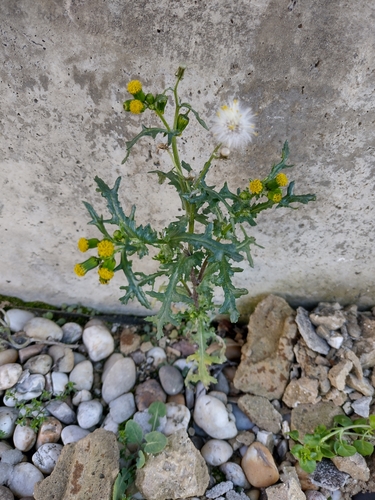 starček obyčajný (Senecio vulgaris)