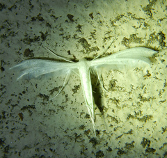 Pterophorus