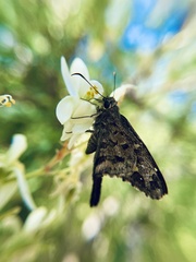 Thorybes dorantes calafia