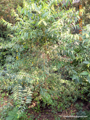 Ailanthus triphysa