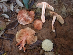 Inocybe godeyi