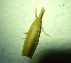 Chilo phragmitella