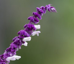 Salvia leucantha
