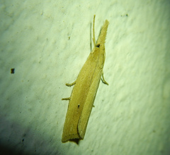 Chilo phragmitella