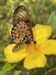 Acraea