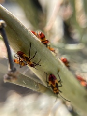 Oncopeltus guttaloides