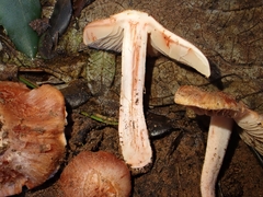 Inocybe godeyi