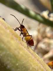 Oncopeltus guttaloides