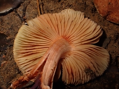 Inocybe godeyi