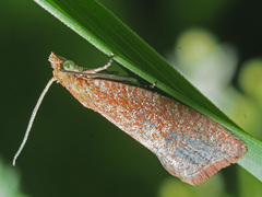 Celypha rufana